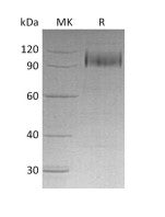 Recombinant Human EGFR (C-6His)