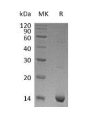 Recombinant Human S100A9
