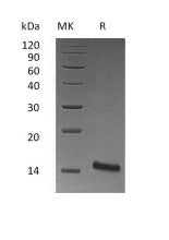 Recombinant Mouse TFF1 (C-6His)