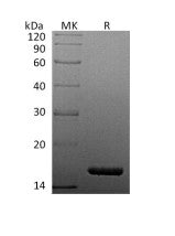 Recombinant Human TNF alpha (C-6His)