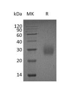 Recombinant Human GM-CSF