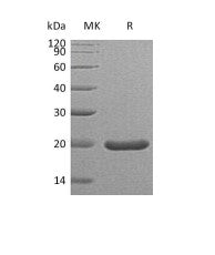 Recombinant Mouse SHH (C25II)