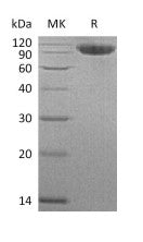 Recombinant Human CFHR4 (C-6His)