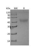 Recombinant Rat M-CSF