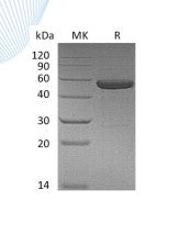 Recombinant Human IL-15RA&IL-15 (C-Fc)