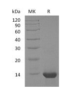 Recombinant Human IL-4 (E. coli)