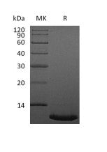 Recombinant Human CXCL12 (68AA)
