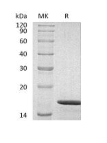 Recombinant Human GDNF
