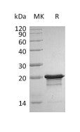 Recombinant Human/Mouse FGF-8b