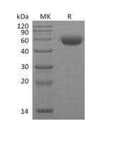 Recombinant Mouse IL-22 (C-mFc)