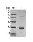 Recombinant Human IL-6