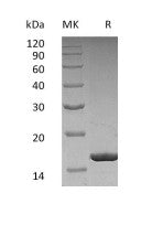 Recombinant Human G-CSF