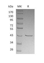 Recombinant Human CHI3L2 (C-6His)