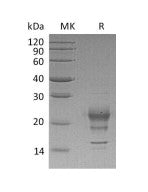 Recombinant Human IFN gamma