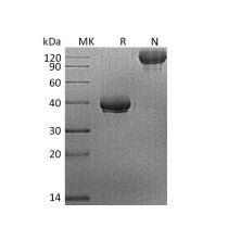 Recombinant Human BCMA (C-Fc)