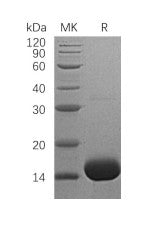 Recombinant Human IL-3 (N-6His)