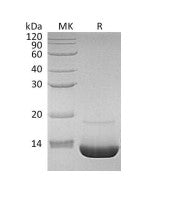 Recombinant Human C3a