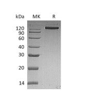 Recombinant Human EGFR (C-Fc)