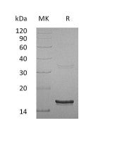 Recombinant Human IFN gamma (E. coli)