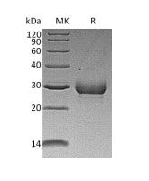 Recombinant Human Noggin
