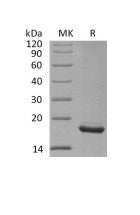 Recombinant Mouse Endostatin (C-6His)