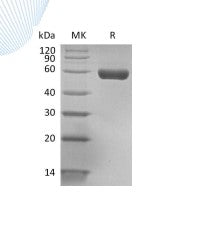 Biotinylated Human HLA-A*0201 GP100 complex Protein (C-Avi-10His)
