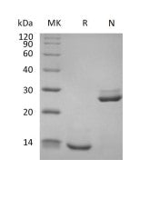 Biotinylated Human TGF-beta 1 (N-Avi)