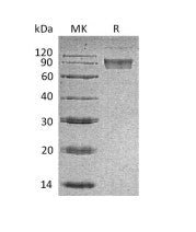 Recombinant Mouse B7-H4 (C-Fc)