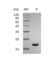 Recombinant Human IFN alpha2b