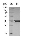 Recombinant Human FGF-8f (N-6His)