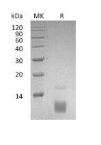 Recombinant Human CCL5