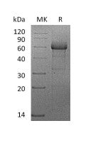 Recombinant Human TNF RII (C-mFc)