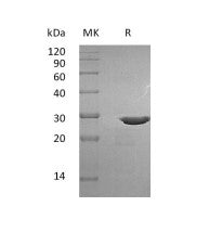 Recombinant Human pro-BDNF