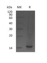 Recombinant Mouse CCL9