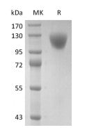 Recombinant Human CD45RA (C-6His)