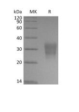 Biotinylated Human Frizzled-8 (C-6His-Avi)