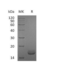 Recombinant Human CALM1
