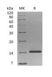 Recombinant Human NT-3