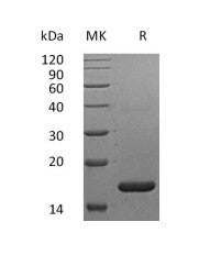 Recombinant Human IFN alpha2a