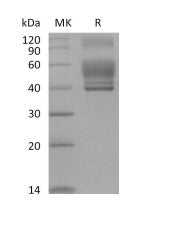Recombinant Human IL-13 (C-Fc)