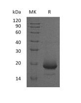 Recombinant Human IL-4 (C-6His)