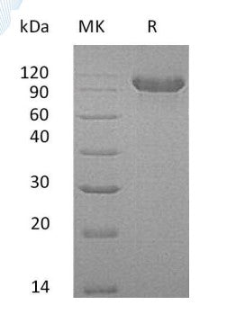 Recombinant Human CDH16 (C-6His)