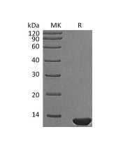Recombinant Mouse Beta-NGF (110AA)