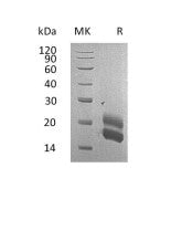 Recombinant Rat GM-CSF (C-6His)