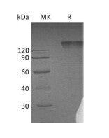 Recombinant Human SEMA4D (C-Fc)