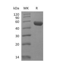Recombinant Human LAIR2 (C-Fc)
