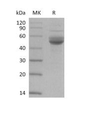 Biotinylated Human CD3E (C-Fc-Avi)
