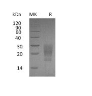 Recombinant Human GM-CSF (C-6His)