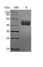 Biotinylated Human Mesothelin (C-6His-Avi)