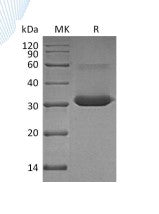 Recombinant Human IgG4 Fc (224AA)